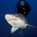 shark_tiger_sand_atlas_v_0387_nca0847.jpg